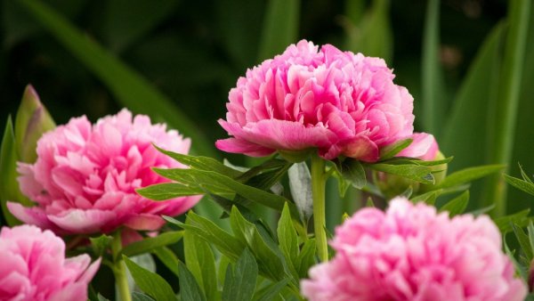 牡丹 / Peony / пион / Peonía
