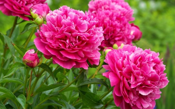 Пиони Пинк (Peony Pink)