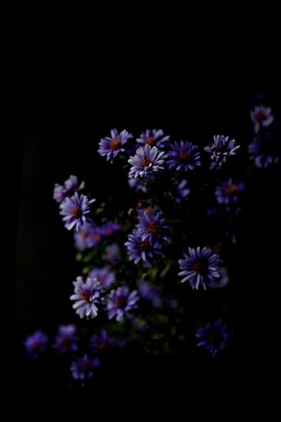 Фаленопсис Purple Dust