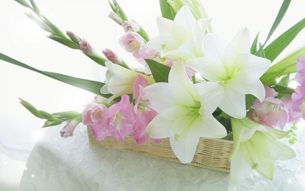 Цветы живые гладиолусы