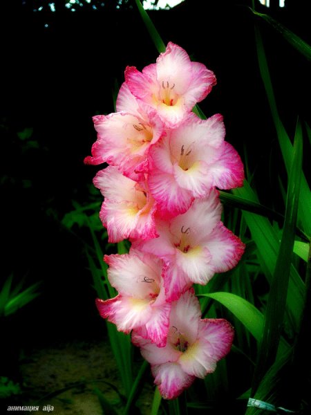 Гладиолус Амбер Мистик