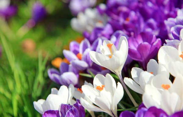 Цветы природа Весна крокусы