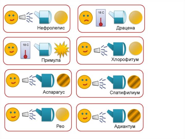Паспорт комнатных растений в детском саду Драцена