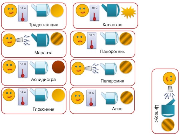 Бирки для комнатных растений в детском саду