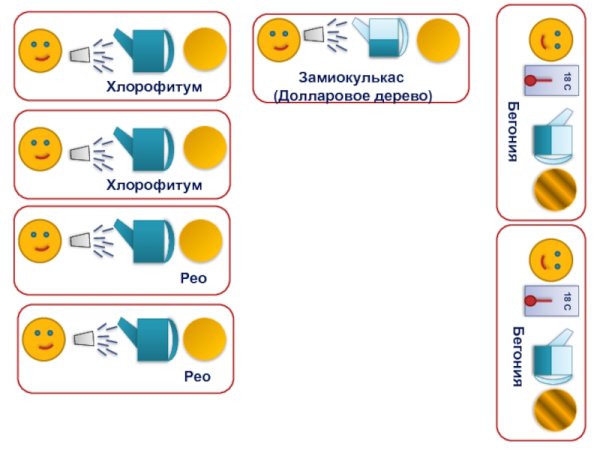 Паспорт комнатных растений фикус Бенджамина