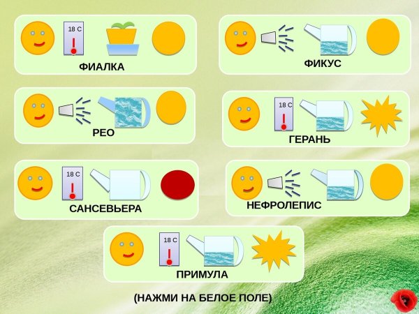 Паспорт комнатных растений Калатея