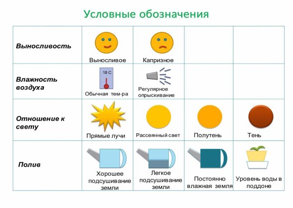 Паспорт растений хлорофитум в ДОУ