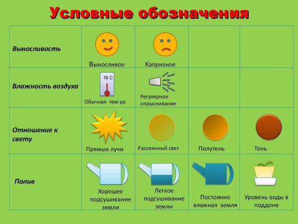 Узамбарская фиалка паспорт растения