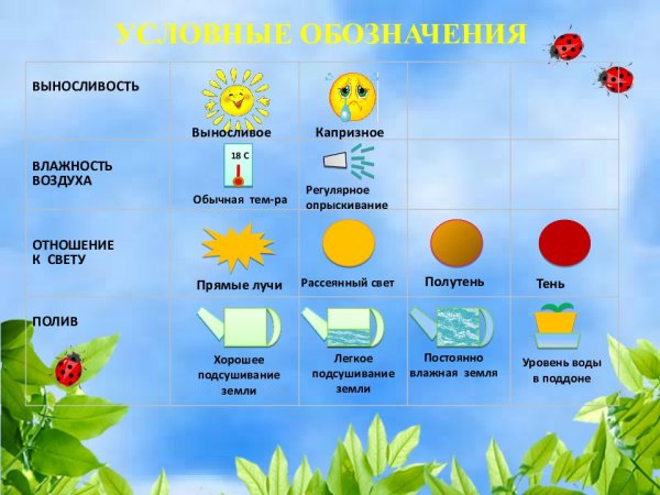 Цветочная плашка для текста