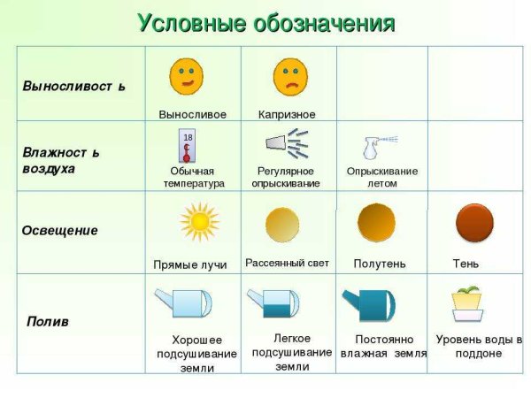 Паспорт растения хлорофитум