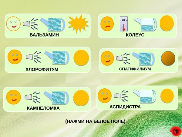 Комнатные цветы в детском саду