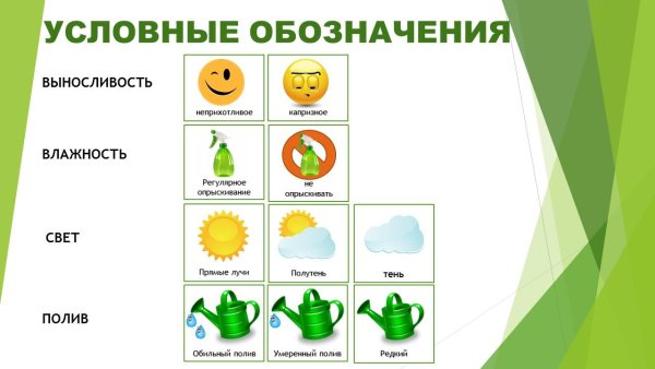 Фикус Бенджамина карточка для детсада