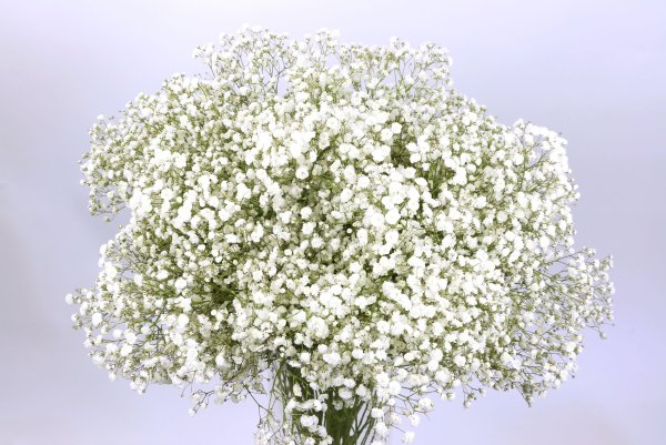 Гипсофила Экселенс