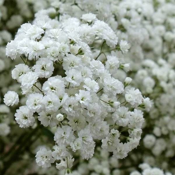 Гипсофила Baby's Breath