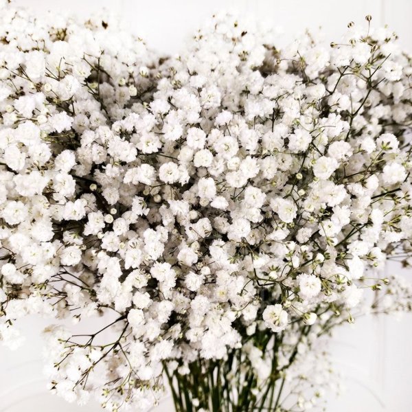 Гипсофила изящная (Gypsophila elegans
