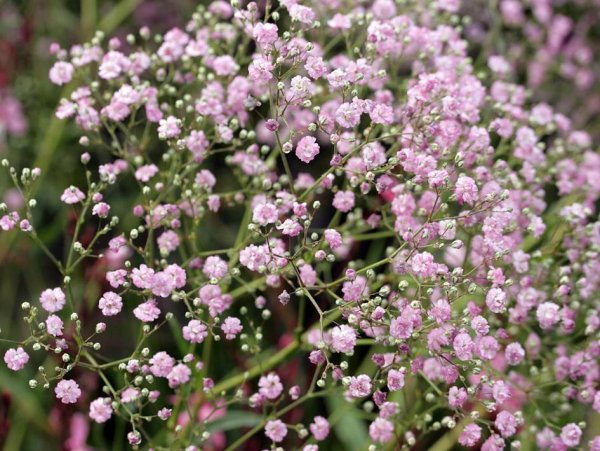 Гипсофила метельчатая (Gypsophila paniculata)
