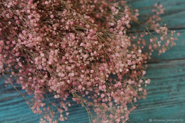 Гипсофила метельчатая (Качим)