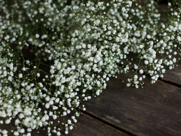 Гипсофила Baby's Breath