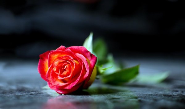 Роза Абей де сент Аман