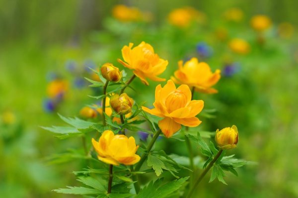 Купальница азиатская Trollius asiaticus