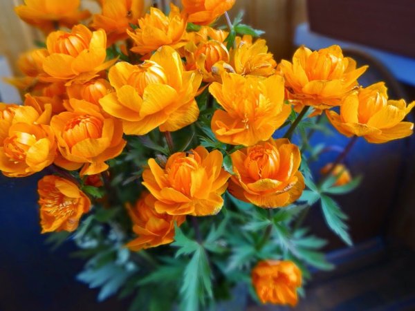 Купальница Сибирская роза