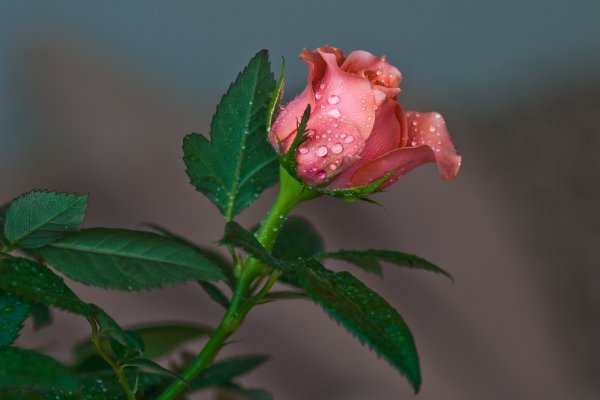 Маленькая Розочка