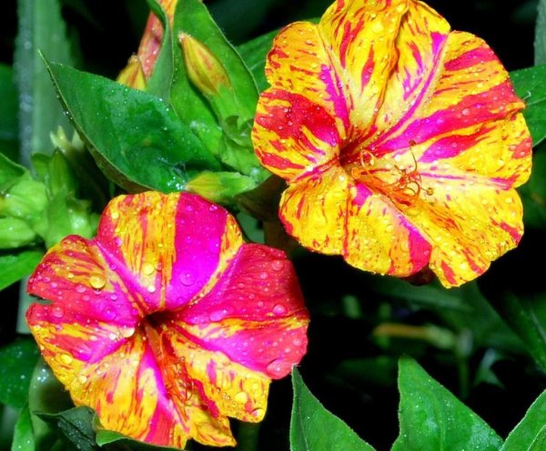 Мирабилис ялапа (Mirabilis Jalapa)