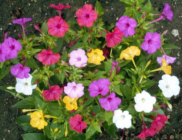 Ночная красавица Mirabilis Jalapa