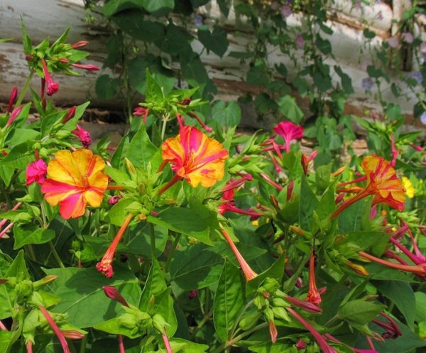 Мирабилис ялапа (Mirabilis Jalapa)