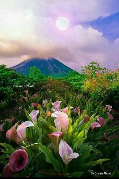 Природа цветы