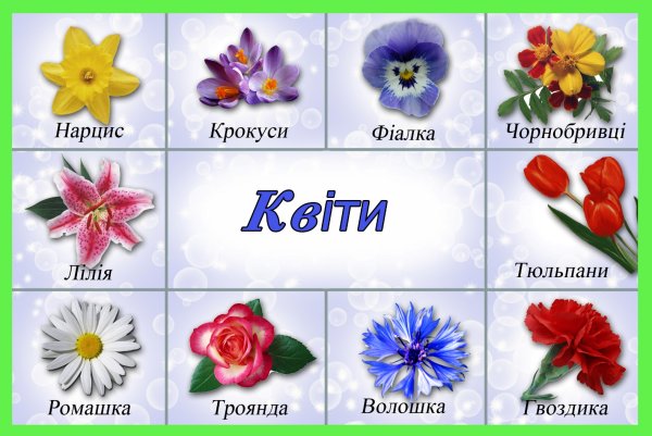 Цветы карточки для детей