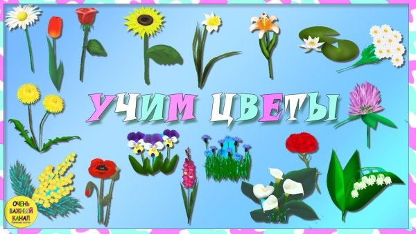 Изучаем цветы
