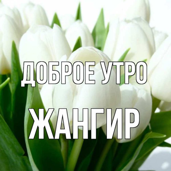 Белые тюльпаны