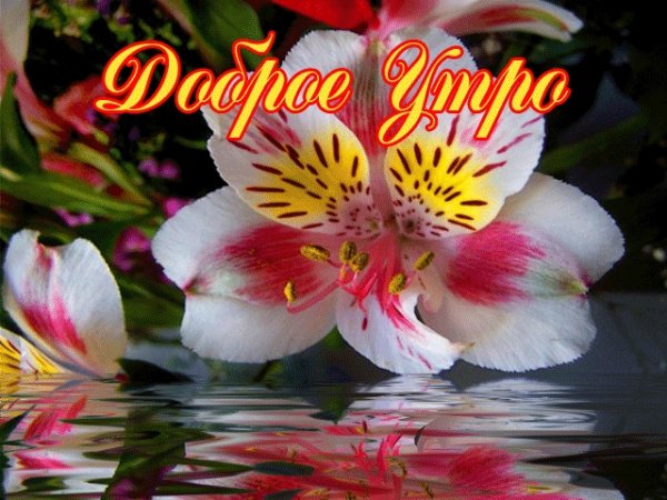 Доброе утро с лилиями