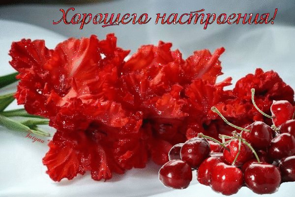 С добрым утром гвоздики
