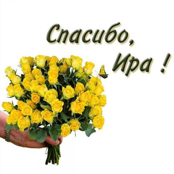 Хризантемы с пожеланиями