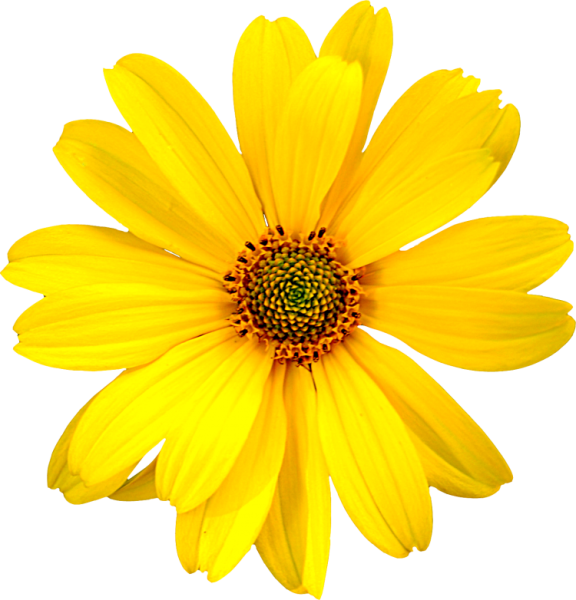 Цветы на прозрачном фоне