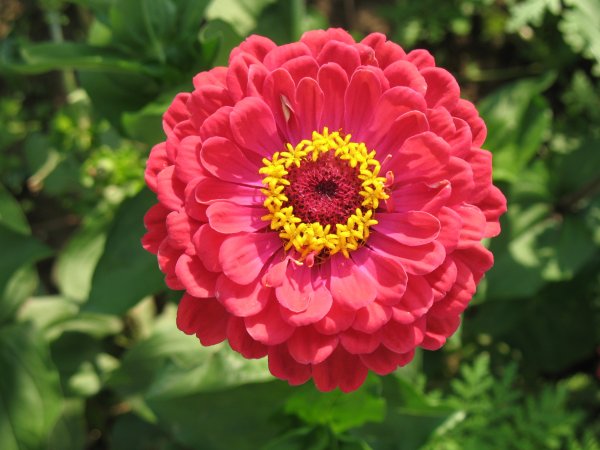 Цинния изящная (Zinnia elegans)