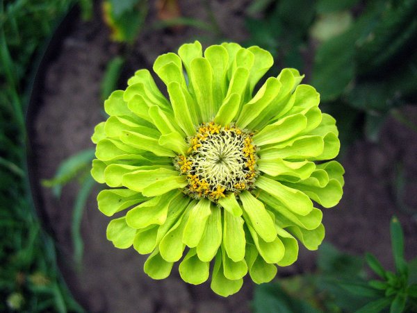 Циния зеленая