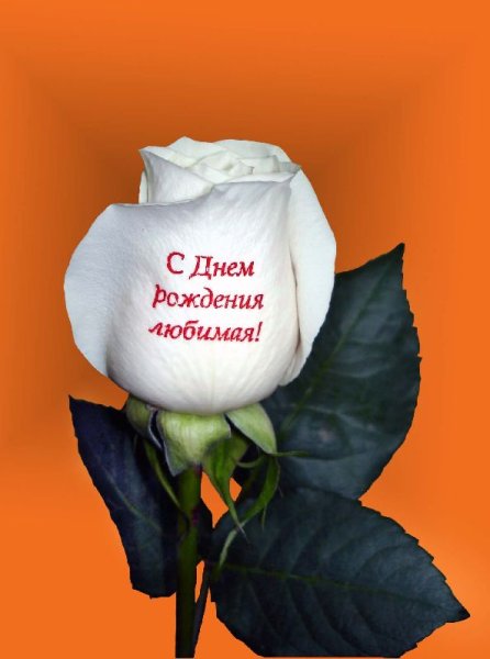 Розы с надписью