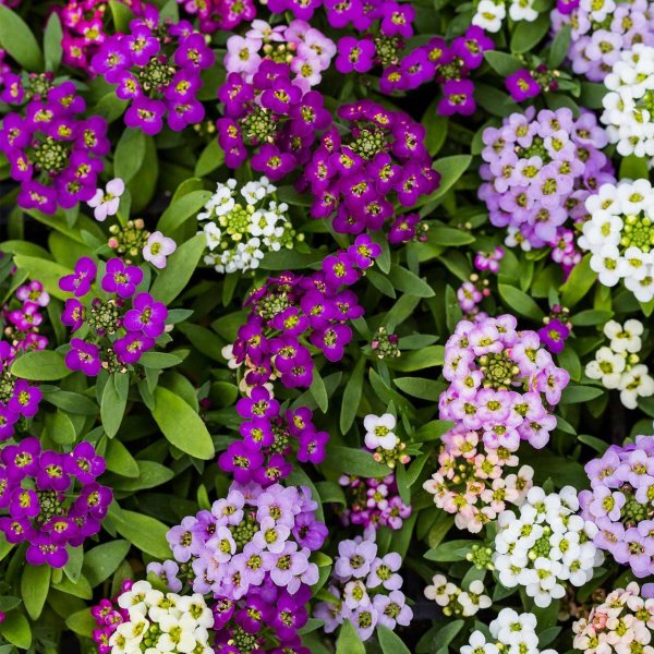 Алиссум (Alyssum)