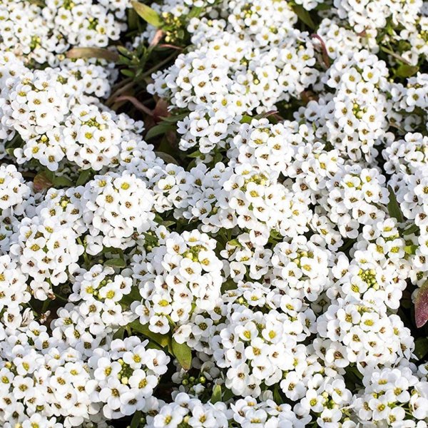 Алиссум лобулярия Каменник
