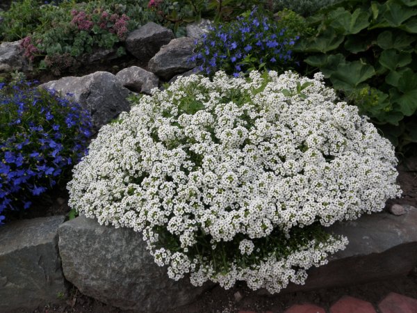 Алиссум Каменник