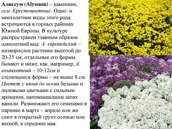 Алиссум лобулярия Каменник