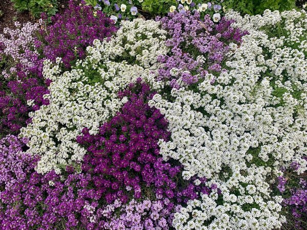 Алиссум Golf Violet