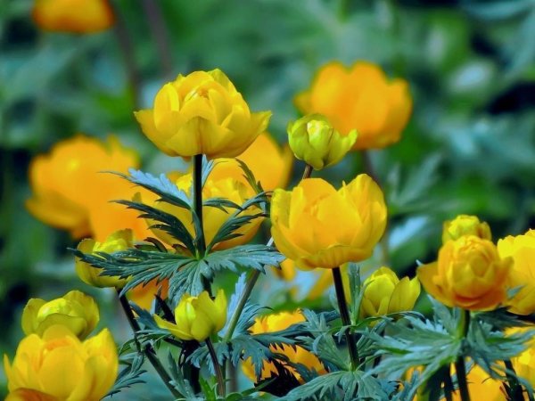 Купальница европейская (Trollius europaeus)