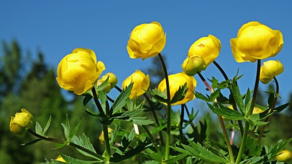Купальница европейская