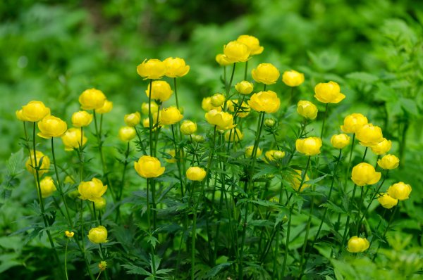 Купальница европейская (Trollius europaeus)