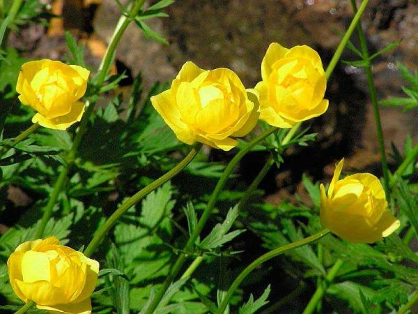 Купальница троллиус