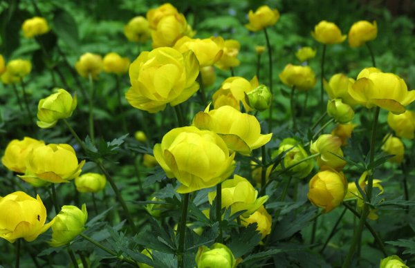Купальница европейская (Trollius europaeus)